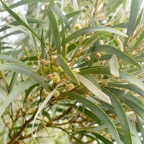 Acacia heterophylla Tamarin des hauts F abaceae Endémique La Réunion 135.jpeg